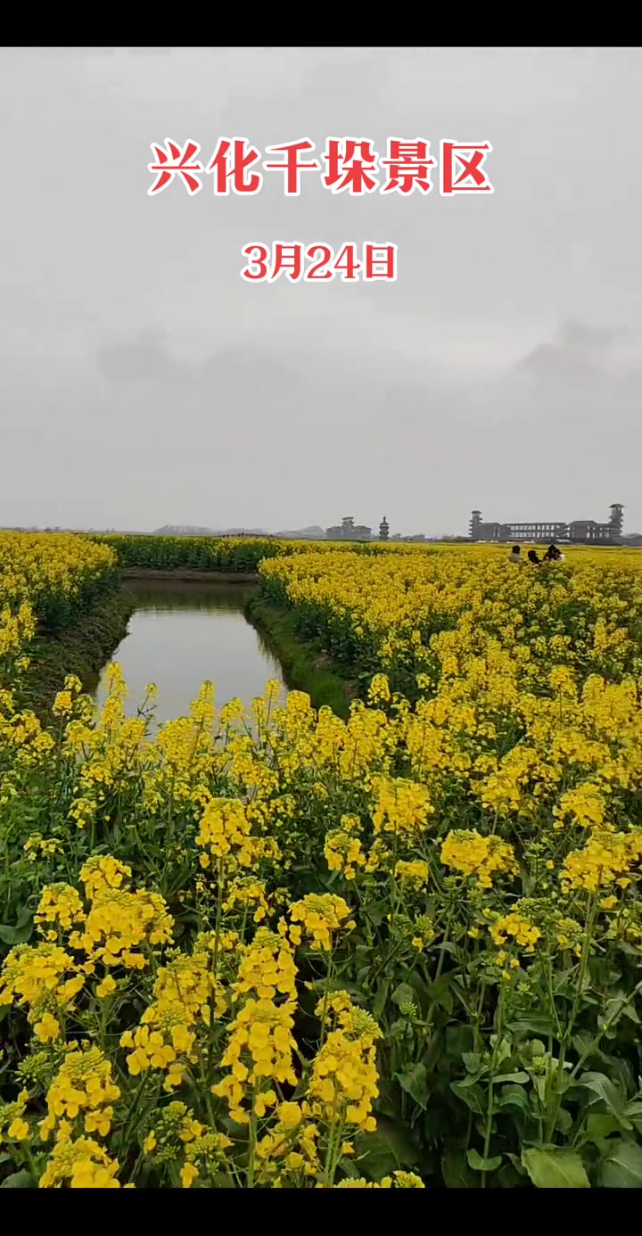 兴化千垛油菜花景区春天景色太迷人了