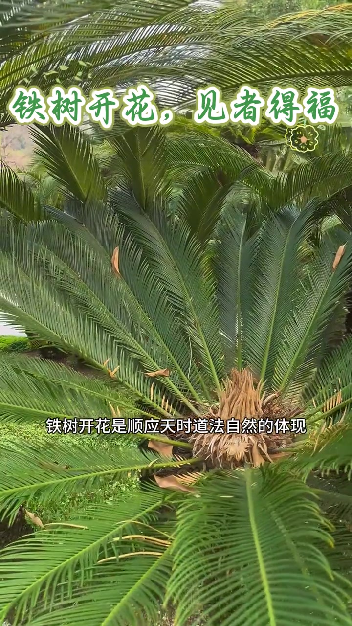 广州铁树开花,祥瑞之兆,寓意时来运转