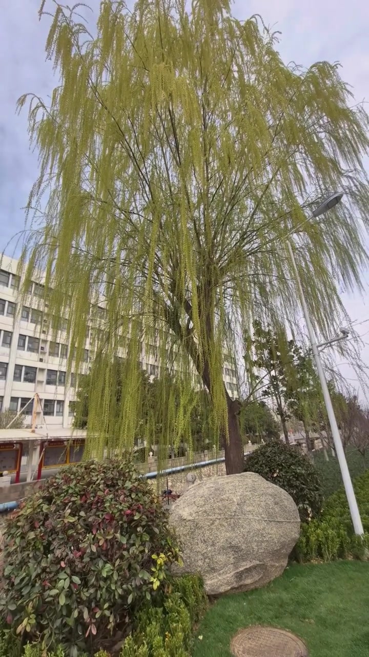 临沂第十八中学,想低调都难