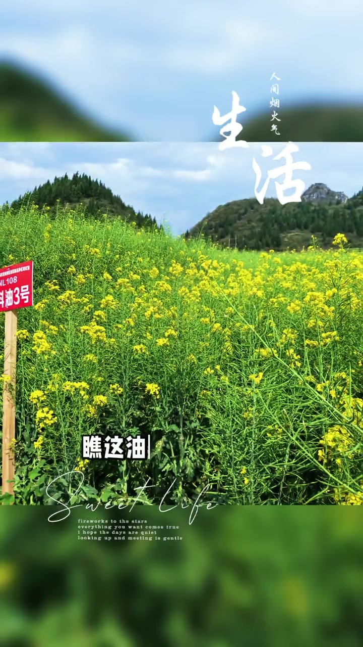 云南罗平金鸡峰丛的油菜花太绝了