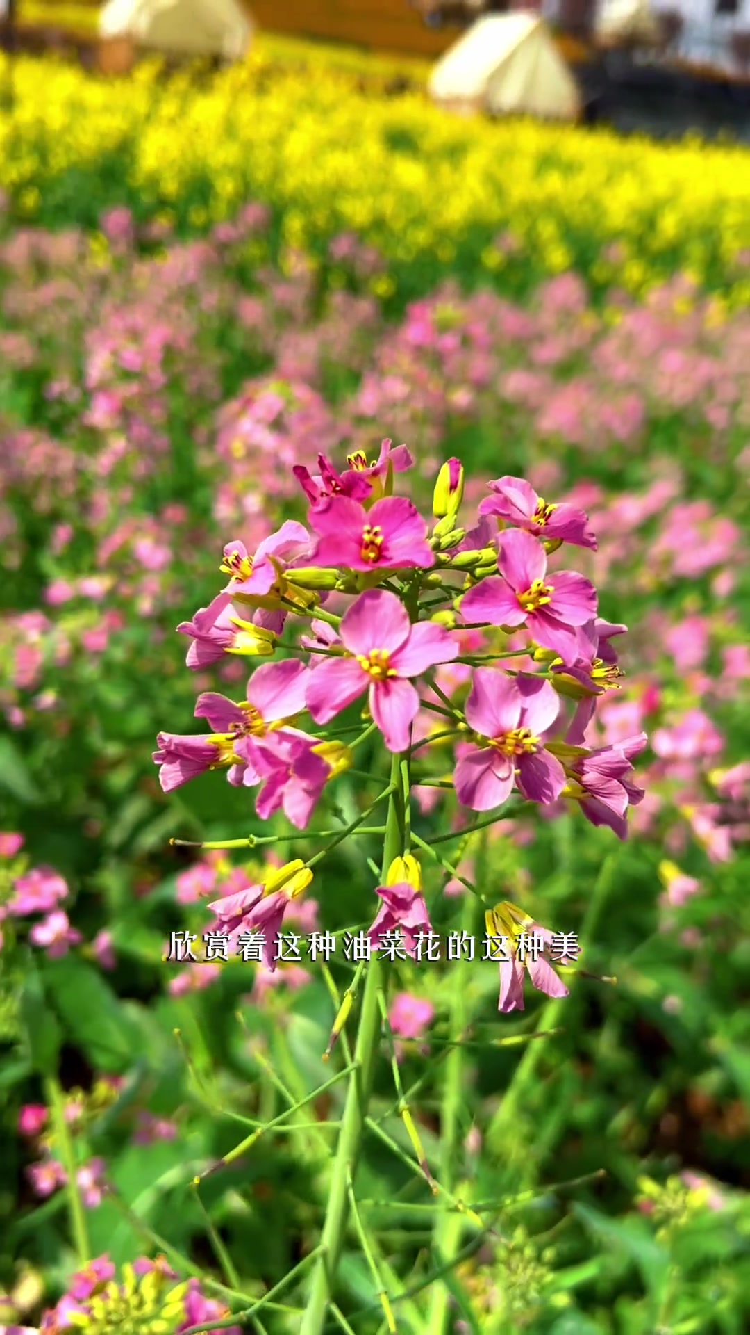 汉中油菜花海超美,来了就不想走的踏春地