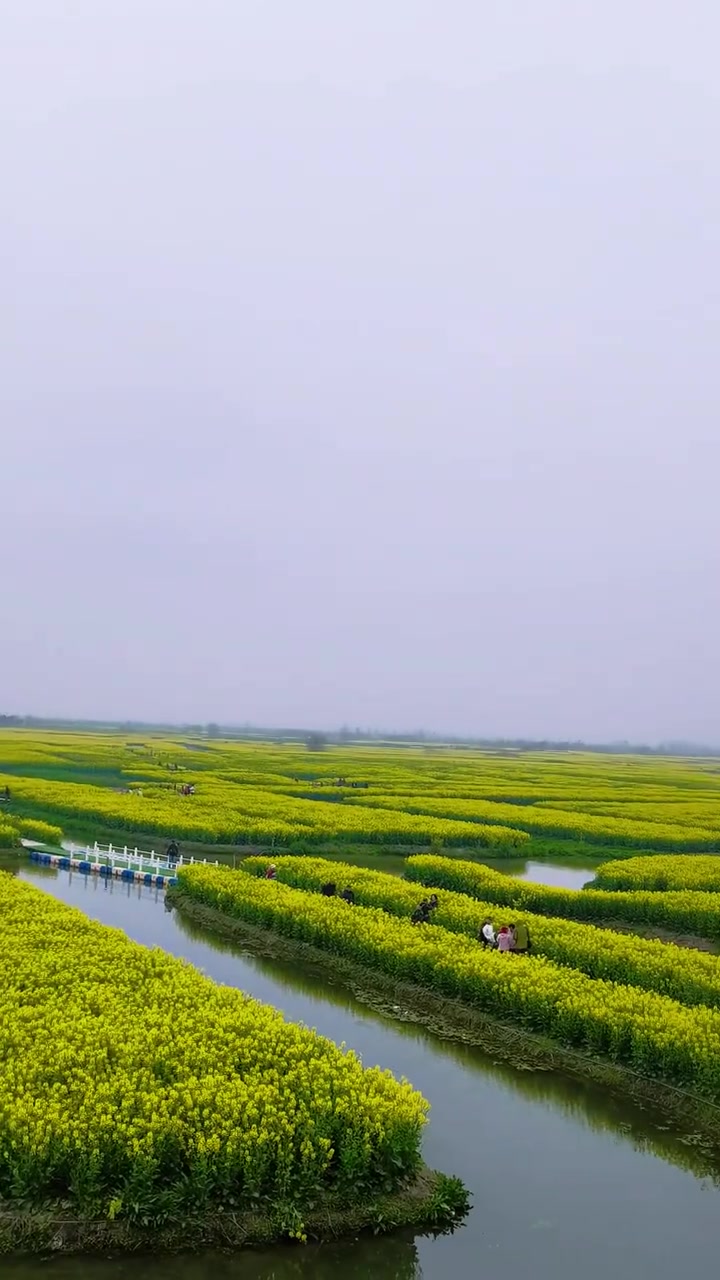 兴化千垛油菜花田坐船逛水上花巷超快乐