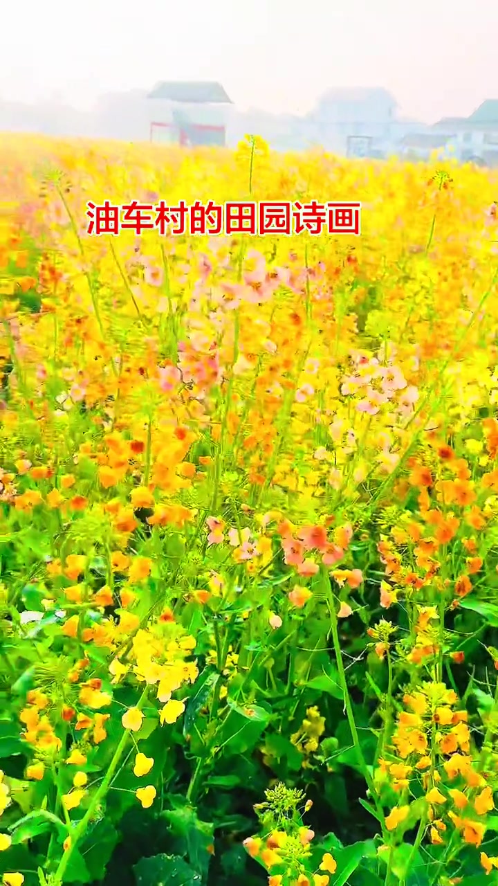 油车村的彩色油菜花，美如莫奈花园