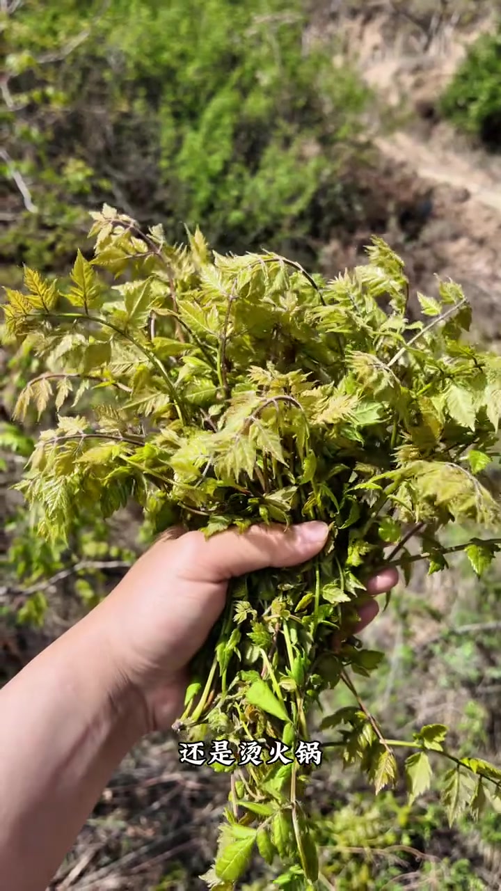 木兰芽,藏在大山的宝藏,城里人想要吃到它还要几十块