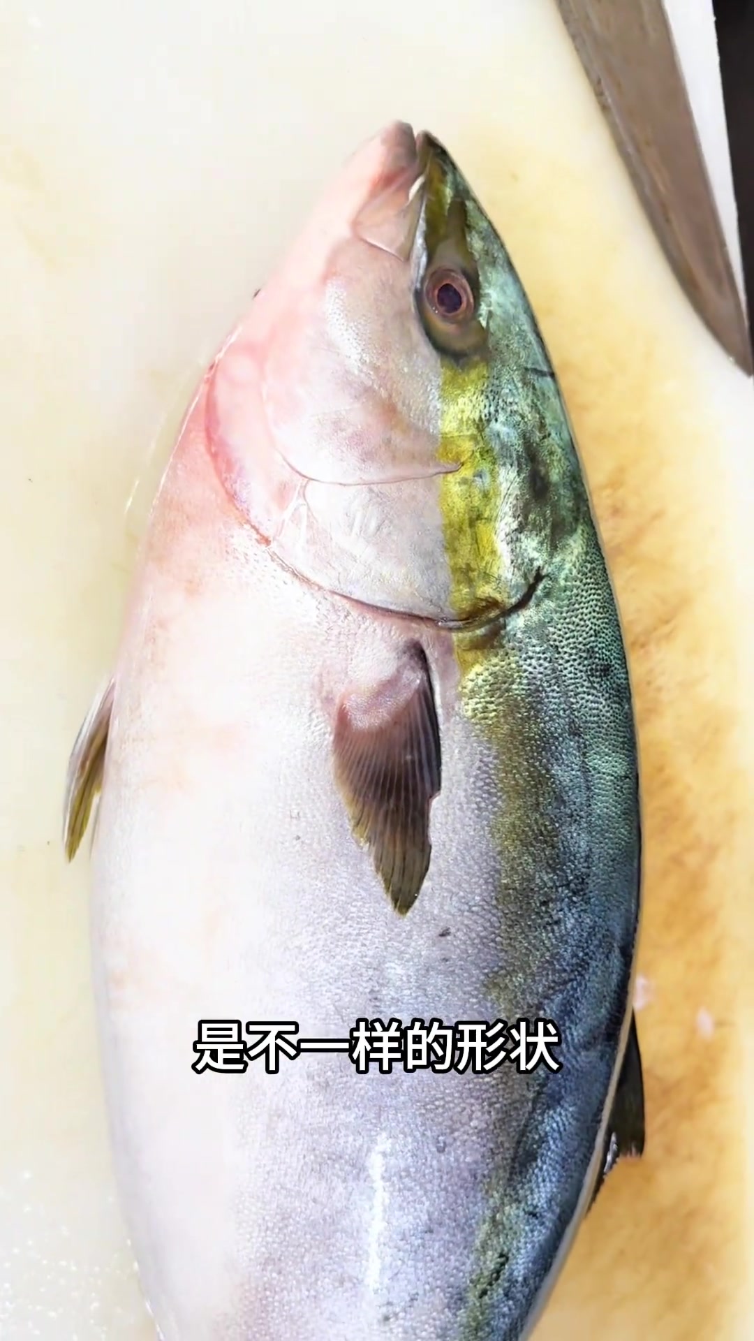 再有两三个月大连獐子岛可以海钓炮弹鱼了