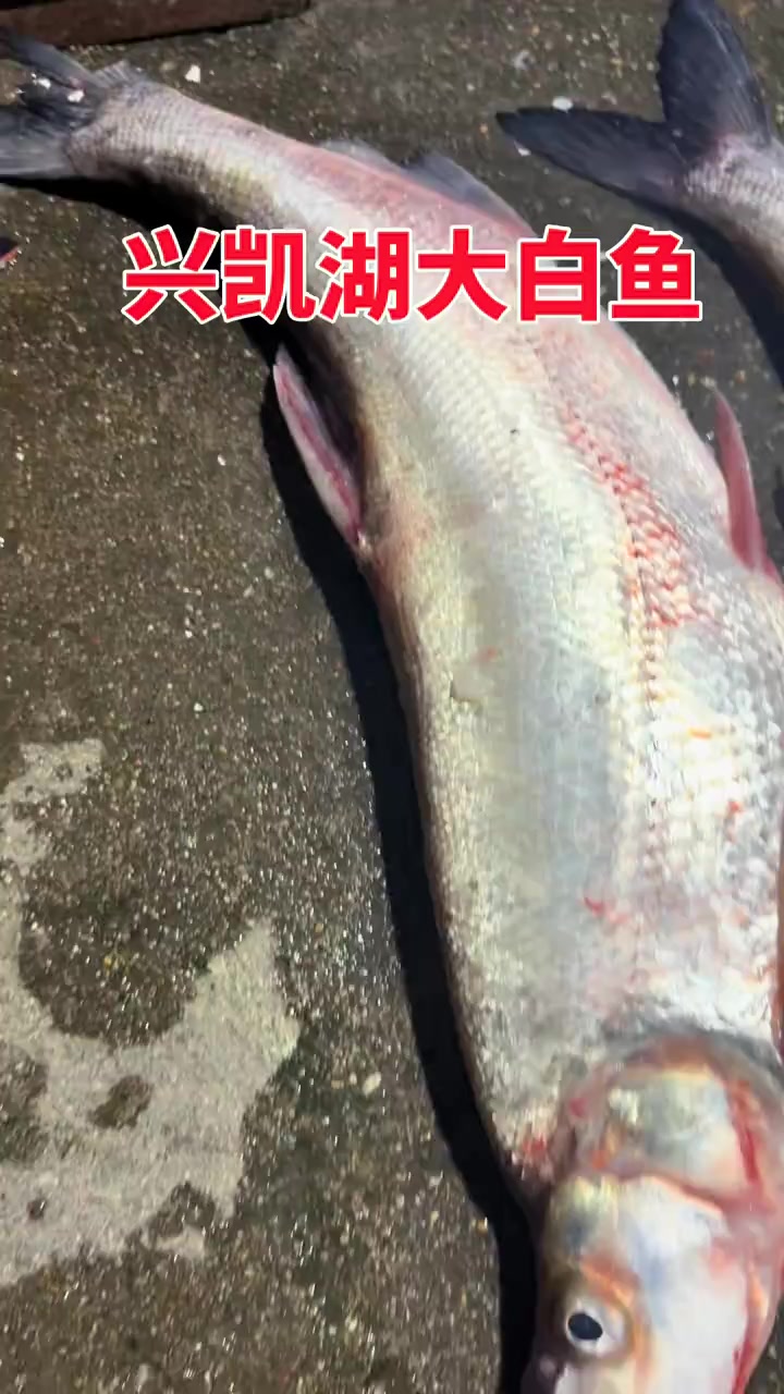 兴凯湖大白鱼，密山旅游必尝的特色美味
