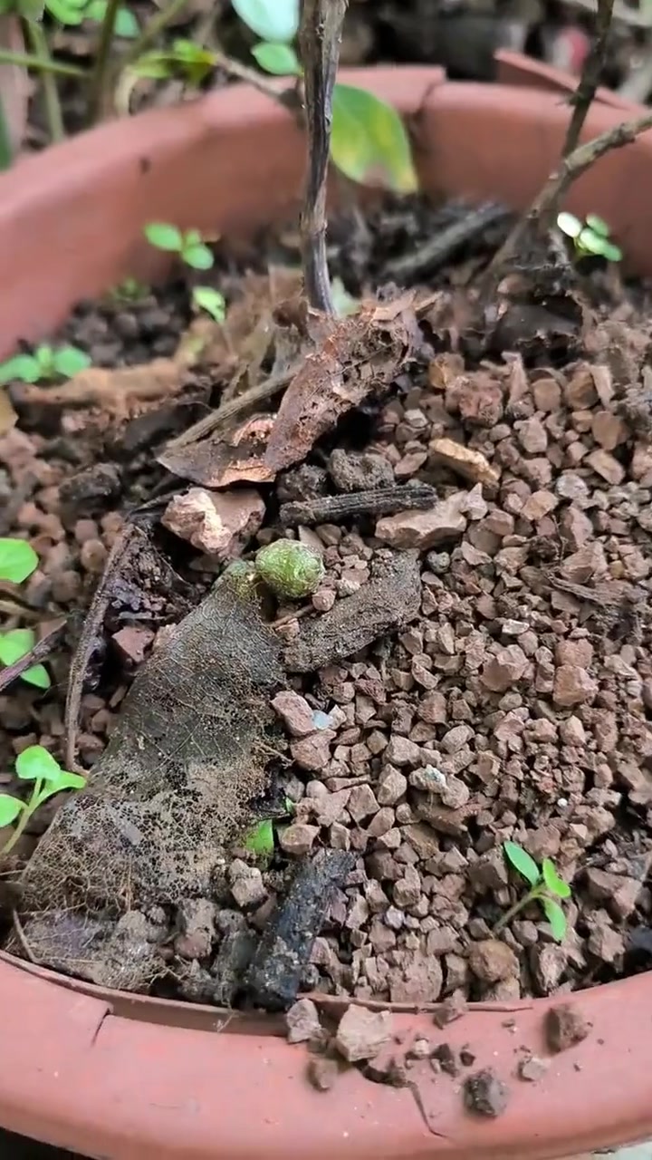 藤三七怎么种？四季常绿还能当菜，简单好活