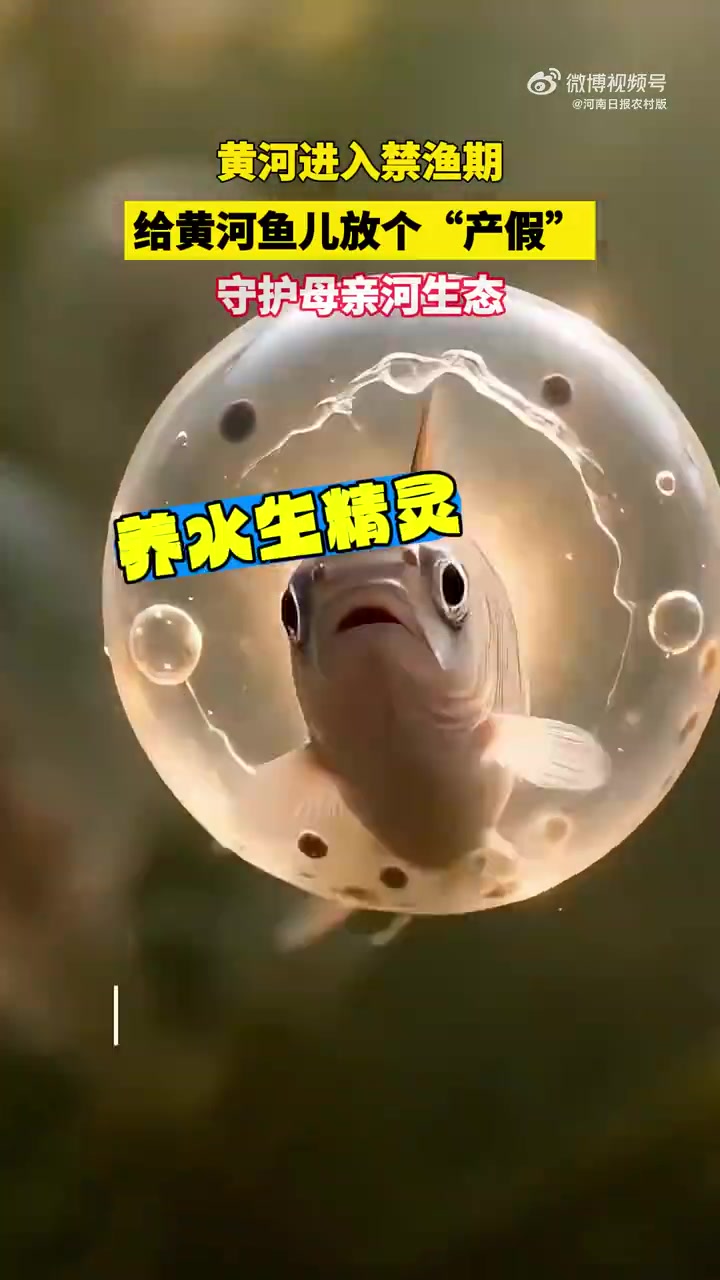 「黄河南段4月1日起禁渔」在黄河禁渔期,鱼类休养生息,母亲河生态再升级,为水生动物按下了繁