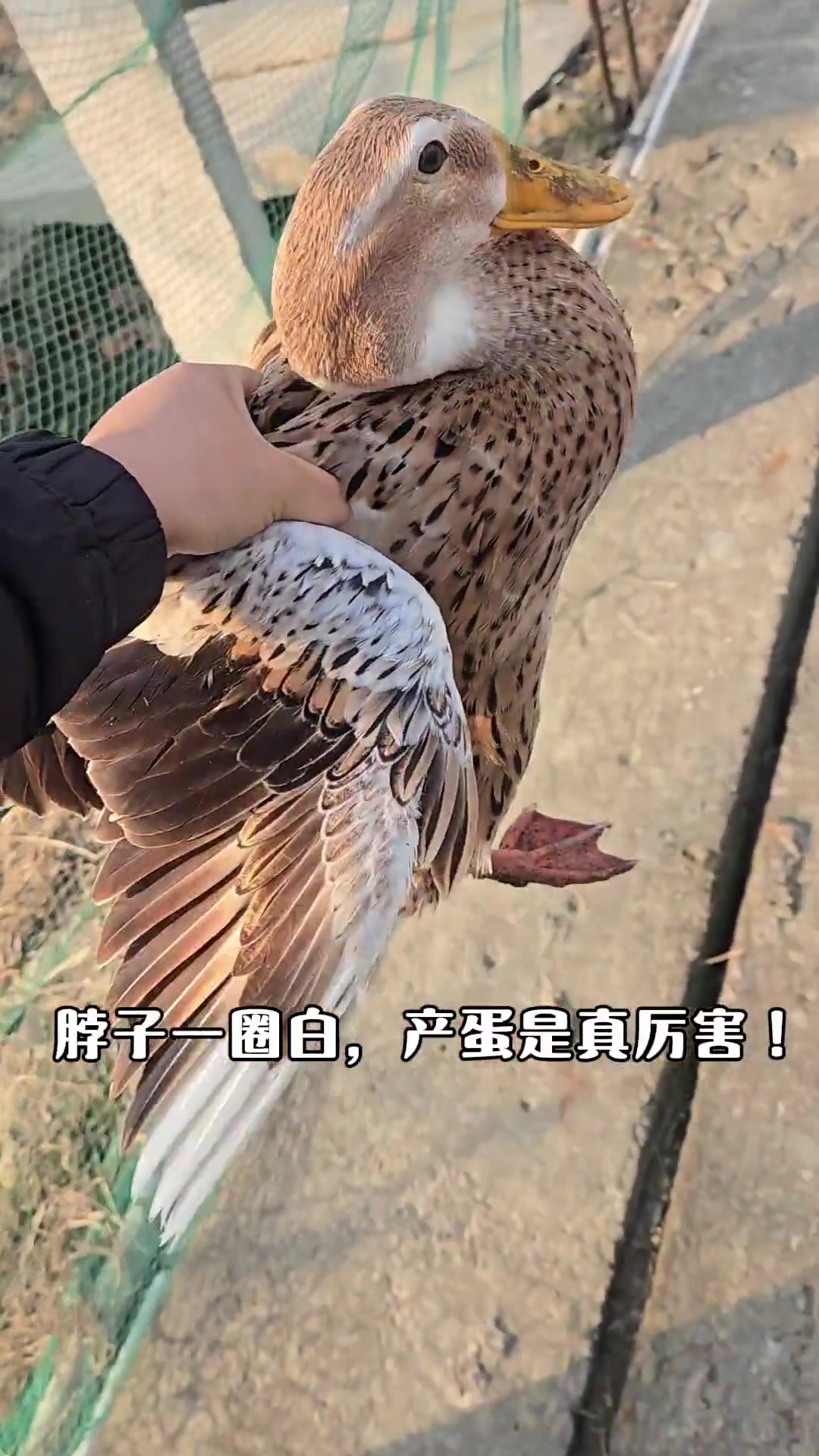 绍兴白脖麻鸭:产蛋小钢炮,养殖技术交流
