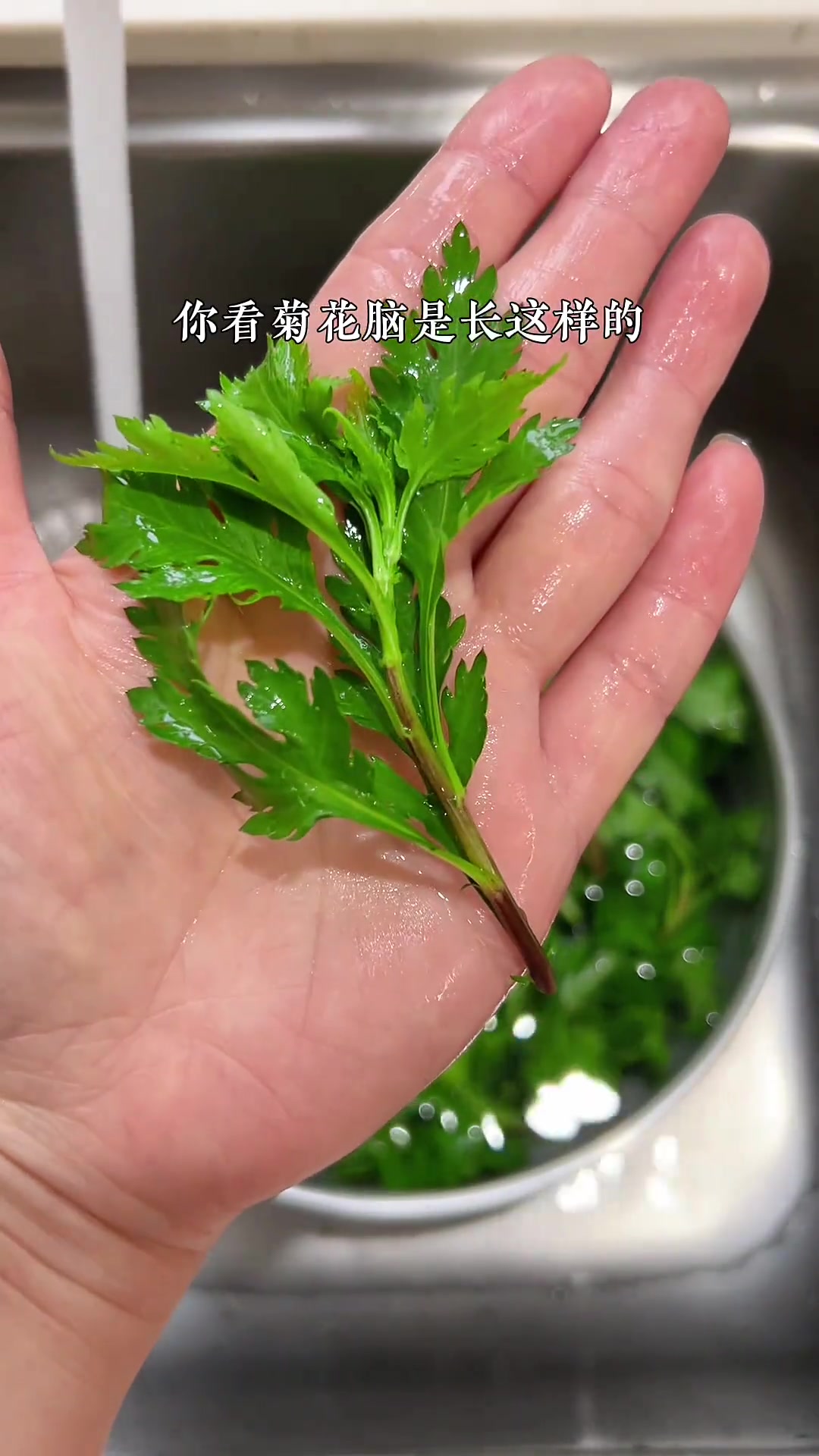 一口菊花脑蛋汤，整个春天都在嘴里了！