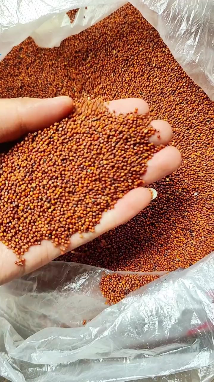 湖南新化三大碗——铲子粑蒸鸡的原材料就是这种农作物,来新化的朋友,一定要试一下这道特色菜,