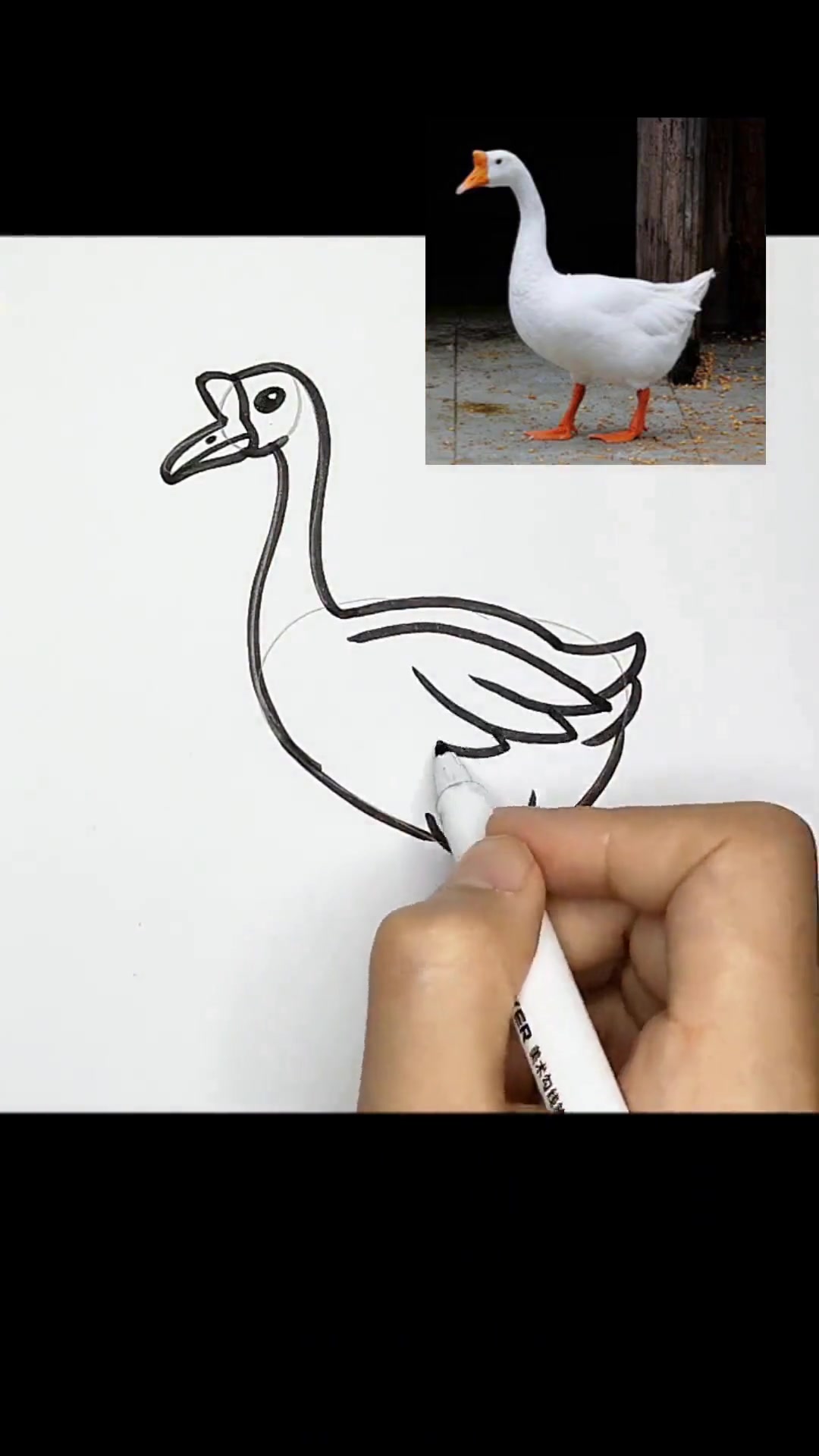 教你画鹅简笔画,它是我童年印象很深的动物