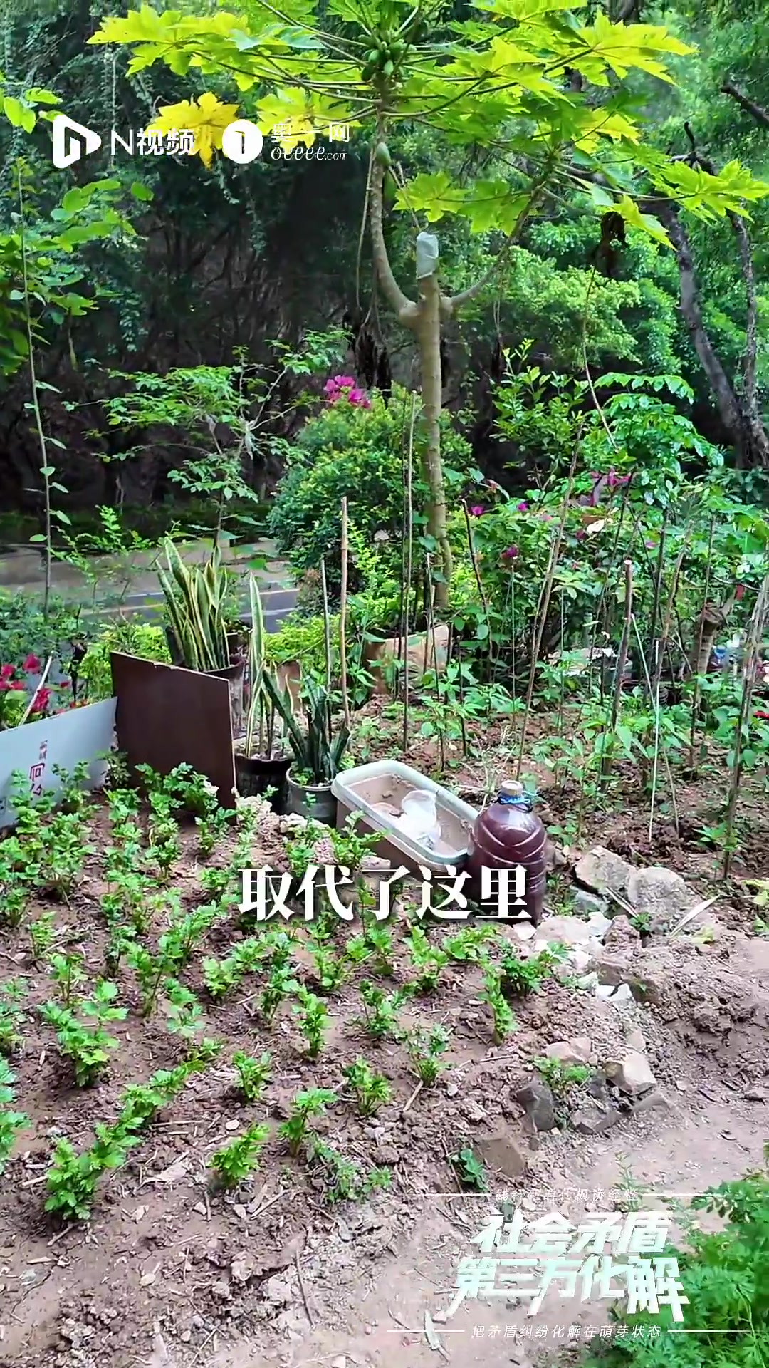 隧道旁被挖“私家菜园”!深圳市民投诉半年,为何乱象难消?