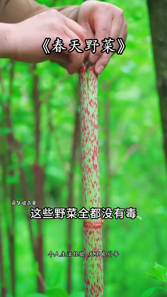 这些春天野菜你都认识吗