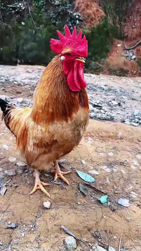 养鸡怎么啦？养鸡可以让大家吃到我们怀乡三黄鸡，美味的鸡肉呀！