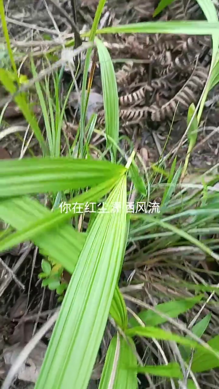 珍稀野生药材,珍贵白鸡!