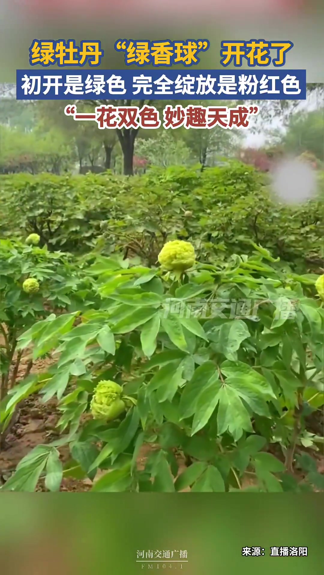 洛阳的绿牡丹开花了