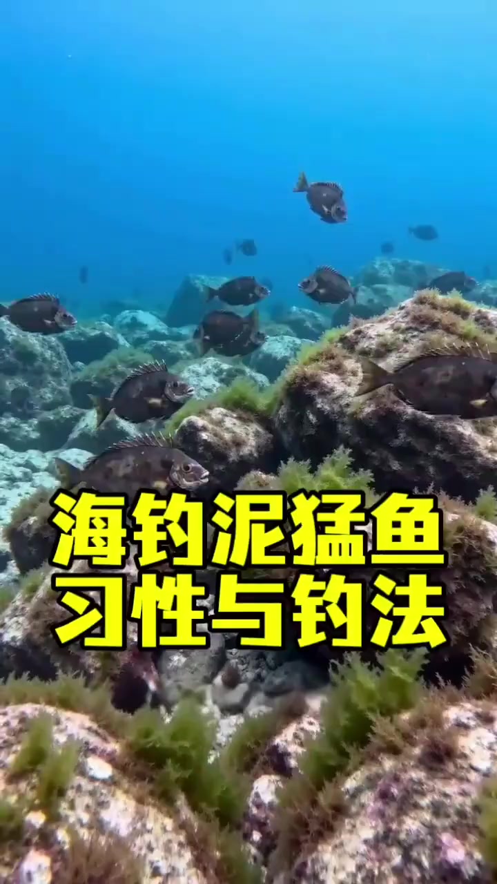 海钓泥猛鱼习性与钓法