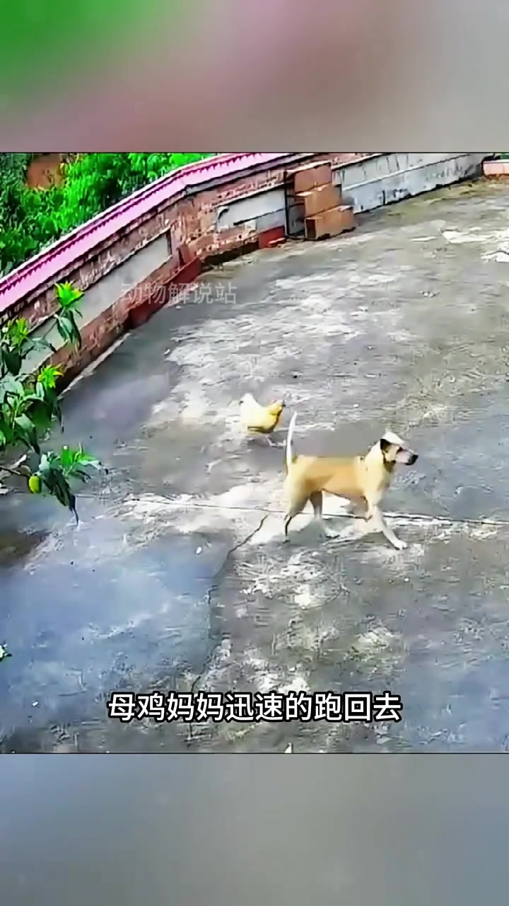 为了保护孩子,豁出命的母鸡妈妈真的是太伟大了 #万物皆有灵性 #动物的迷惑行为 #内容启发