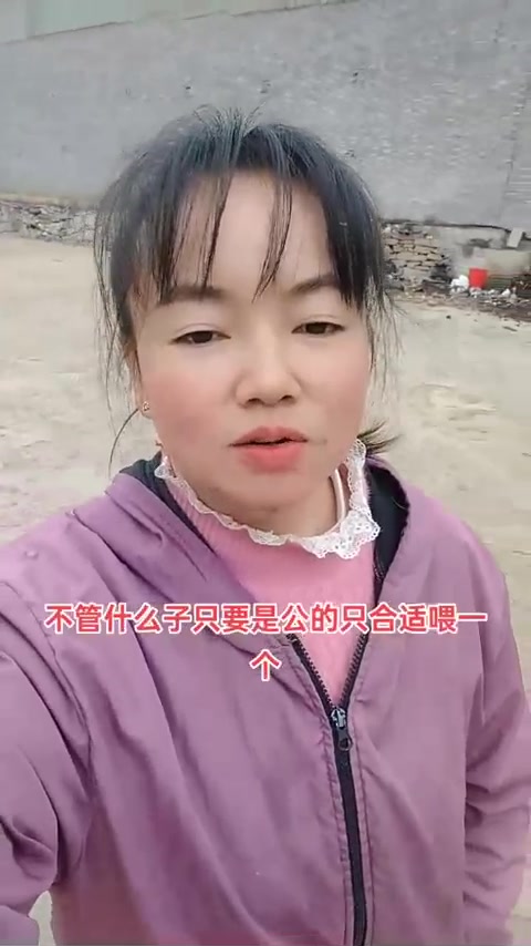 土公鸡自家散养