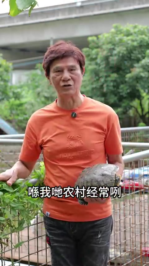 各位老友有无吃过鸡屎藤饼呢