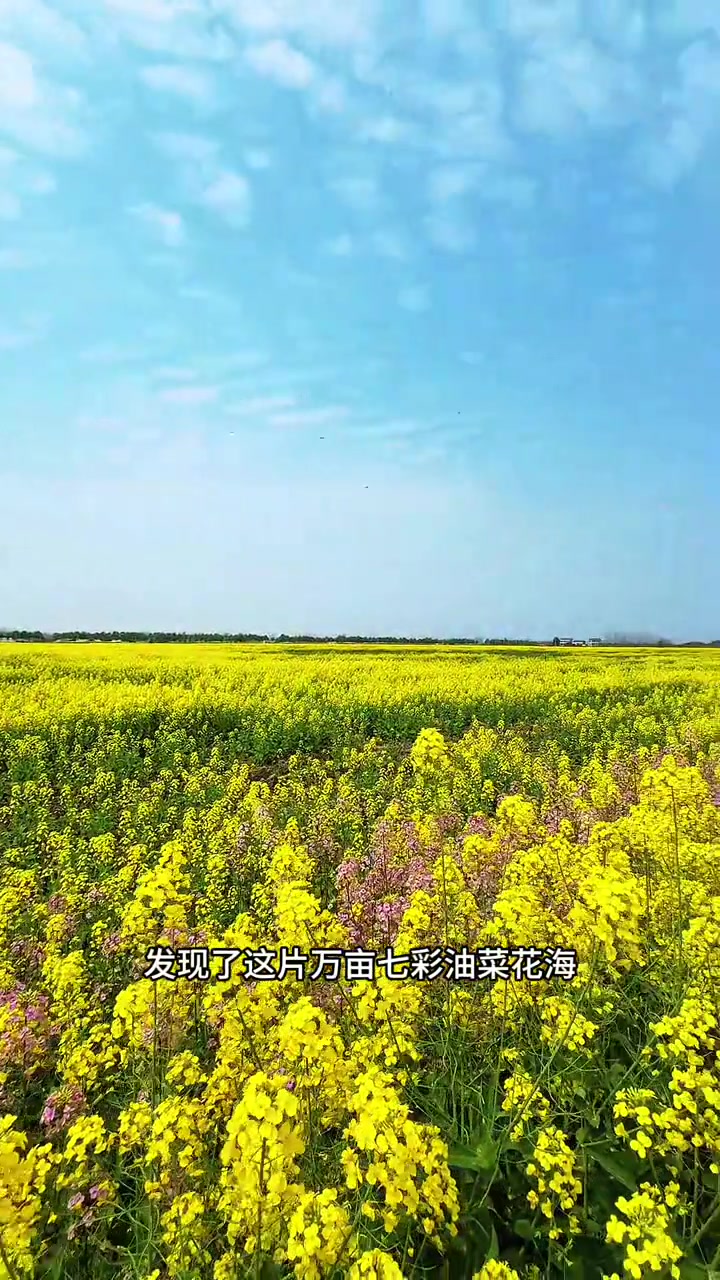 武汉新洲万亩油菜花海,免费开放,美如画卷!
