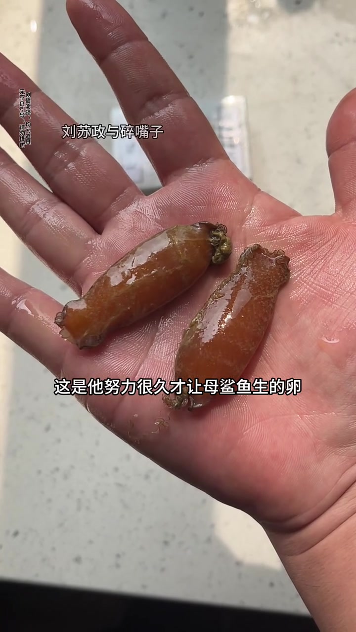 成功抢救一只早产的鲨鱼。#碎嘴子 #孵化鲨鱼 #幸福乡村春耕季
