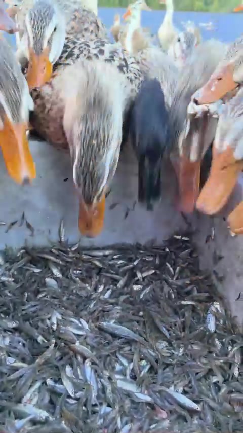 摸点鱼虾喂小鸭