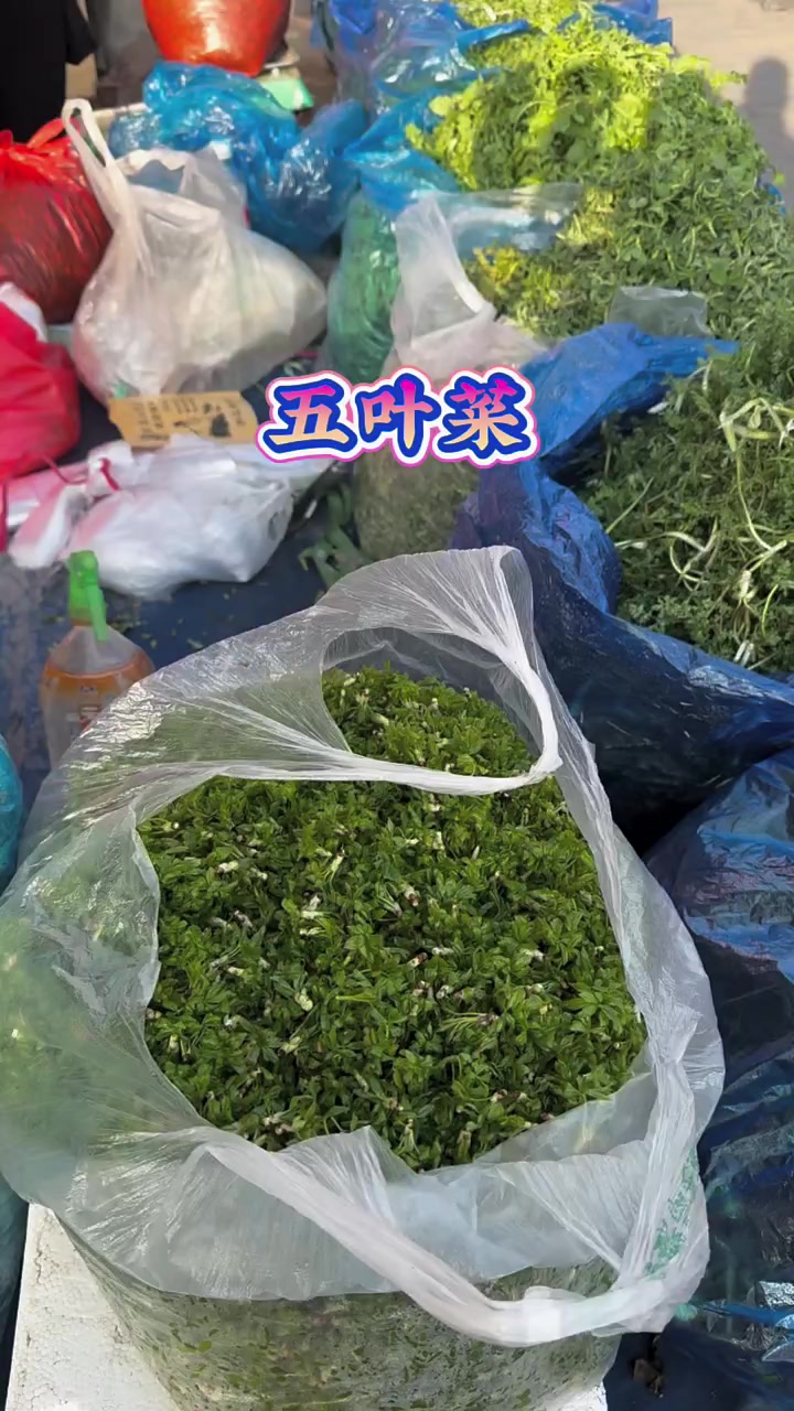 快来吃天水的野生菜!#野菜 #又到了吃野菜的季节了 #农村生活