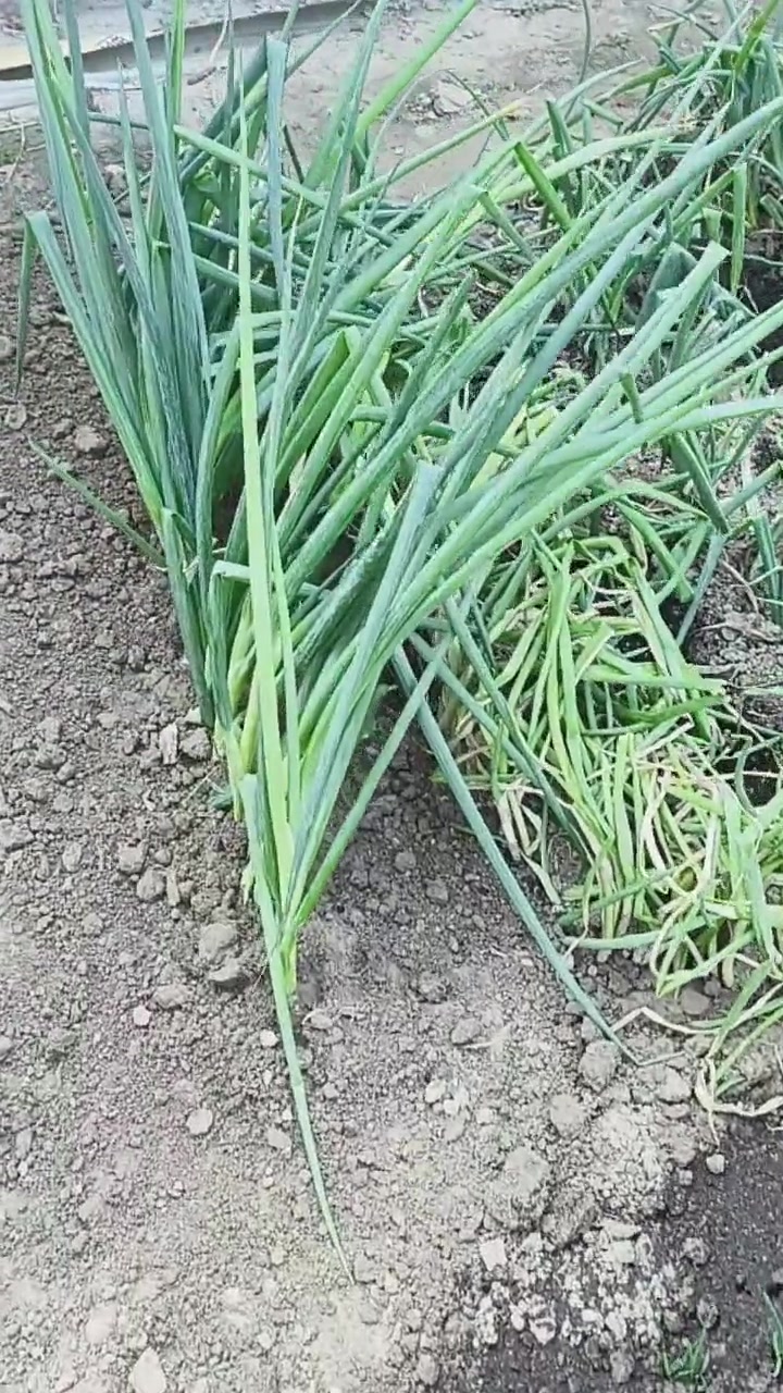 院子里的小菜苗!会越来越好的