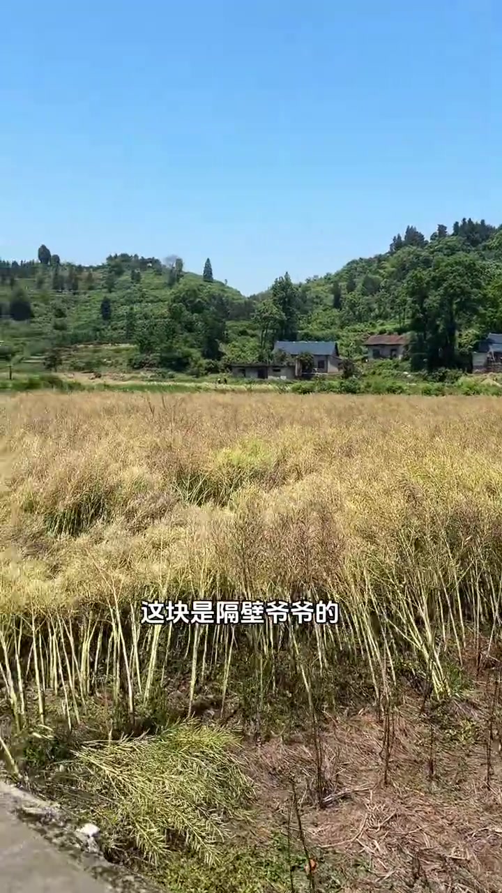 在娘家住了一天又回婆家了,今天趁天气好要打油菜籽,下午等弟弟睡着我去地里帮忙,没想到弟弟睡