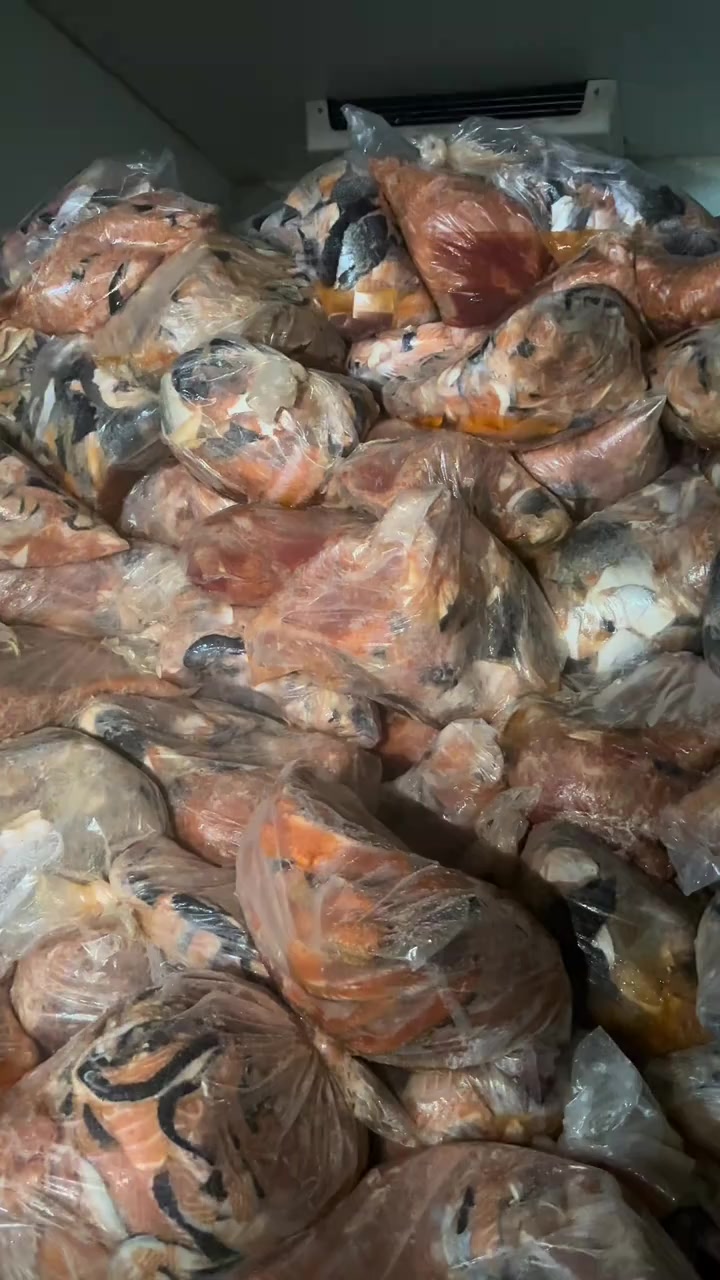 什么叫高品质甲鱼,今天又入库十几吨三文鱼边角料喂甲鱼!