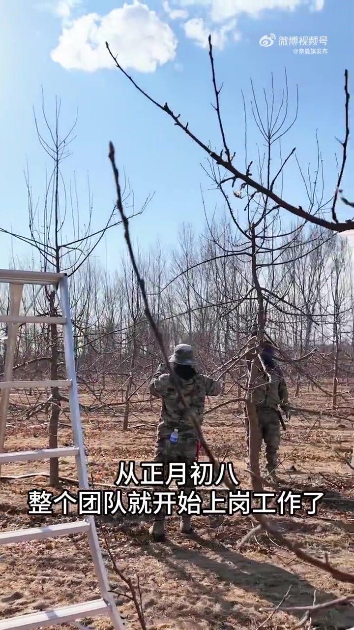 鸡心果园剪枝忙 技术服务助增产 #奈曼##鸡心果##锦绣海棠##走转改#