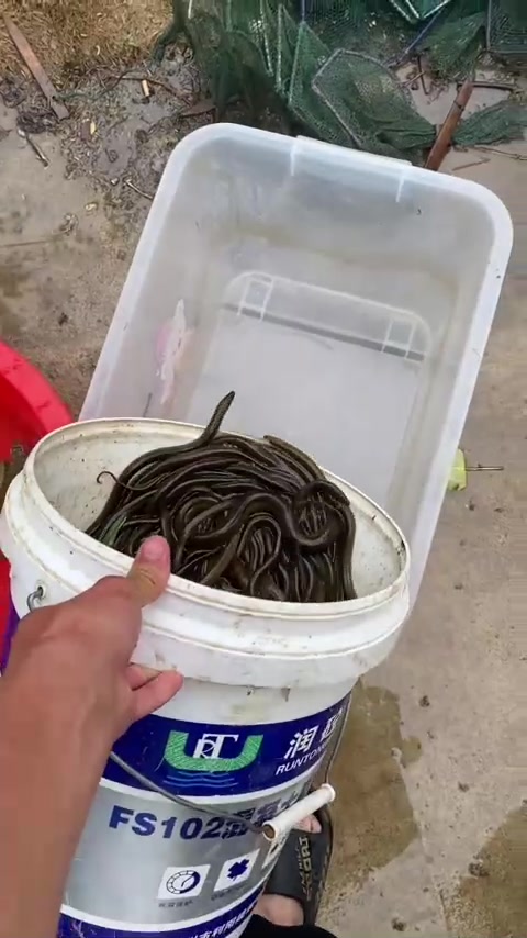 早上收地龙路上，捡到四斤多黑花公鱼，你敢信！