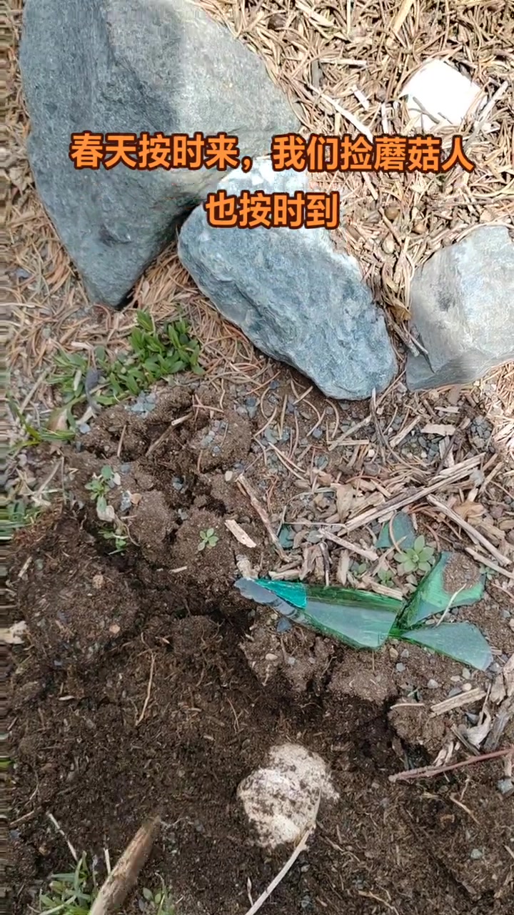春天按时来,我们捡蘑菇人也按时到。这样在蚂蚁窝里长的蘑菇能叫鸡枞茸吗