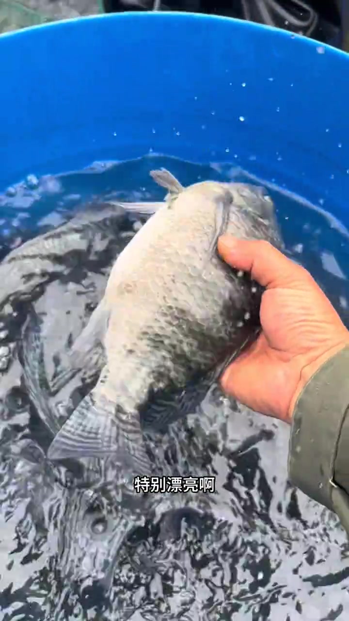 柳州最大的清水鱼养殖