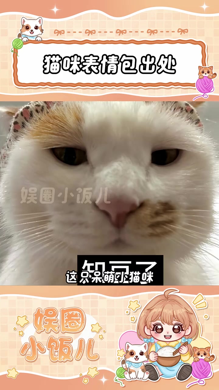 猫咪表情包出处 #猫咪 #喜爱度激励计划 #内容启发分享计划 #老铁娱乐观察站