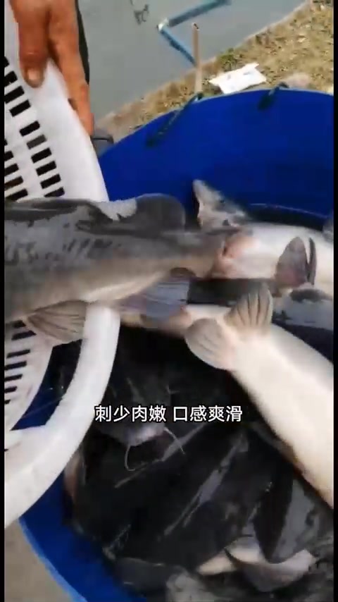 江团鱼学名长吻，别名肥坨，原产长江支流，是名贵淡水鱼