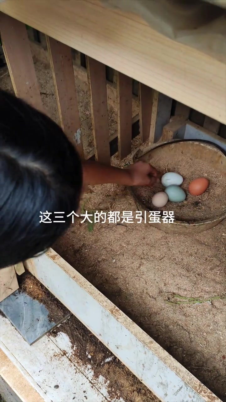 之前很多朋友说我的鸡鸡窝里怎么有鸭蛋,这不是鸭蛋哦,是引蛋器,让母鸡乖乖在窝里下蛋