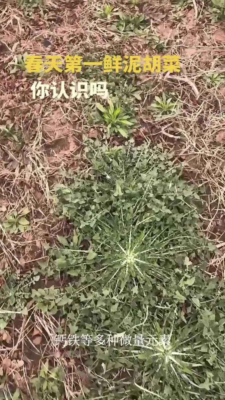 挖野菜,春天第一鲜泥胡菜,有多种吃法,你喜欢怎么吃