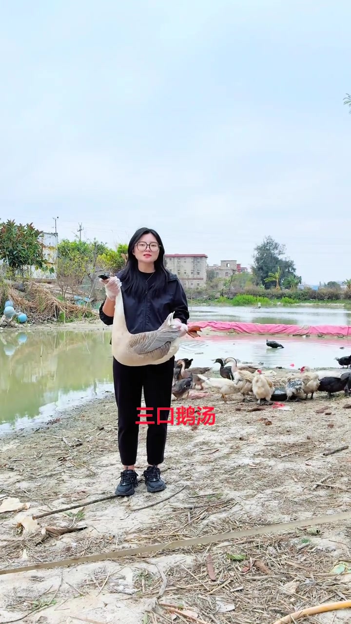 奔驰广告语宣传大白鹅,泉州乡村烟火气十足!