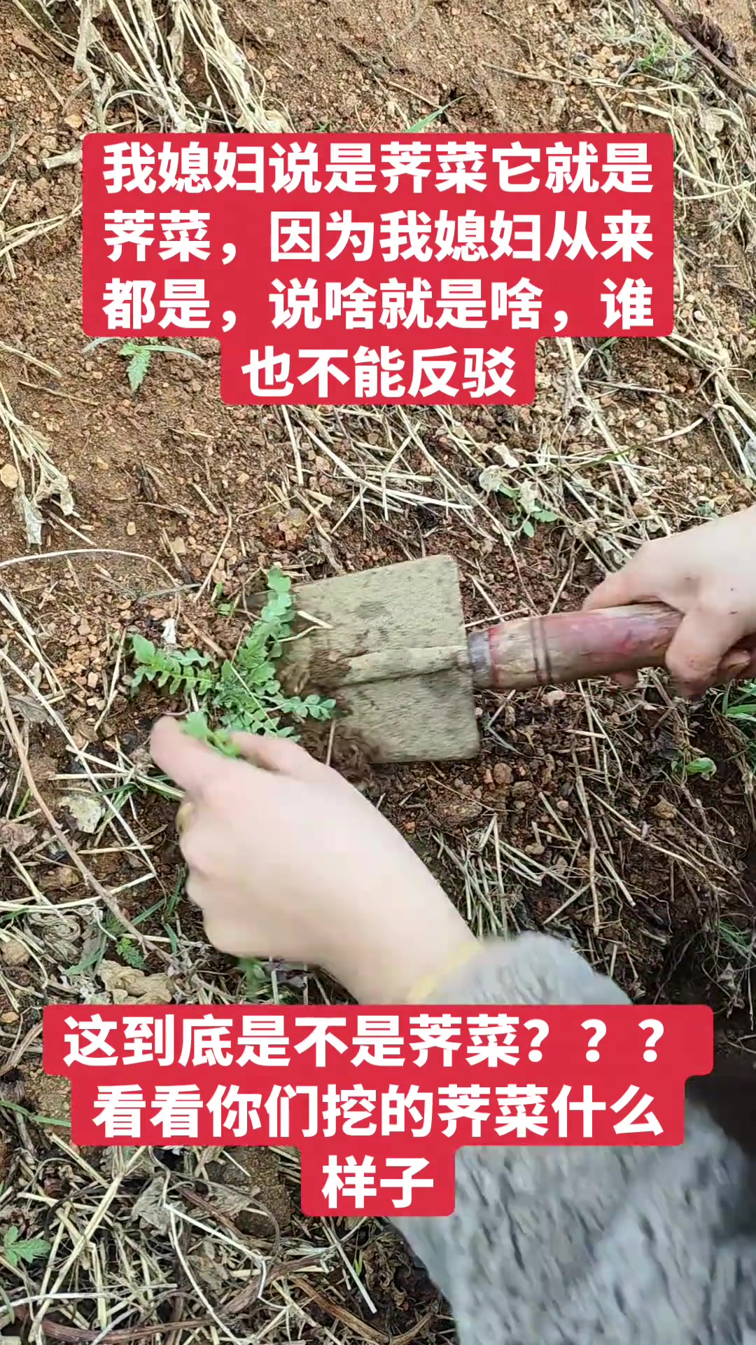 贵州荠菜辨识指南,看看你的荠菜长啥样?