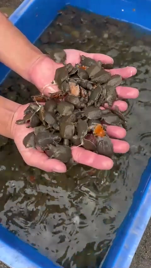 乡村甲鱼苗养殖