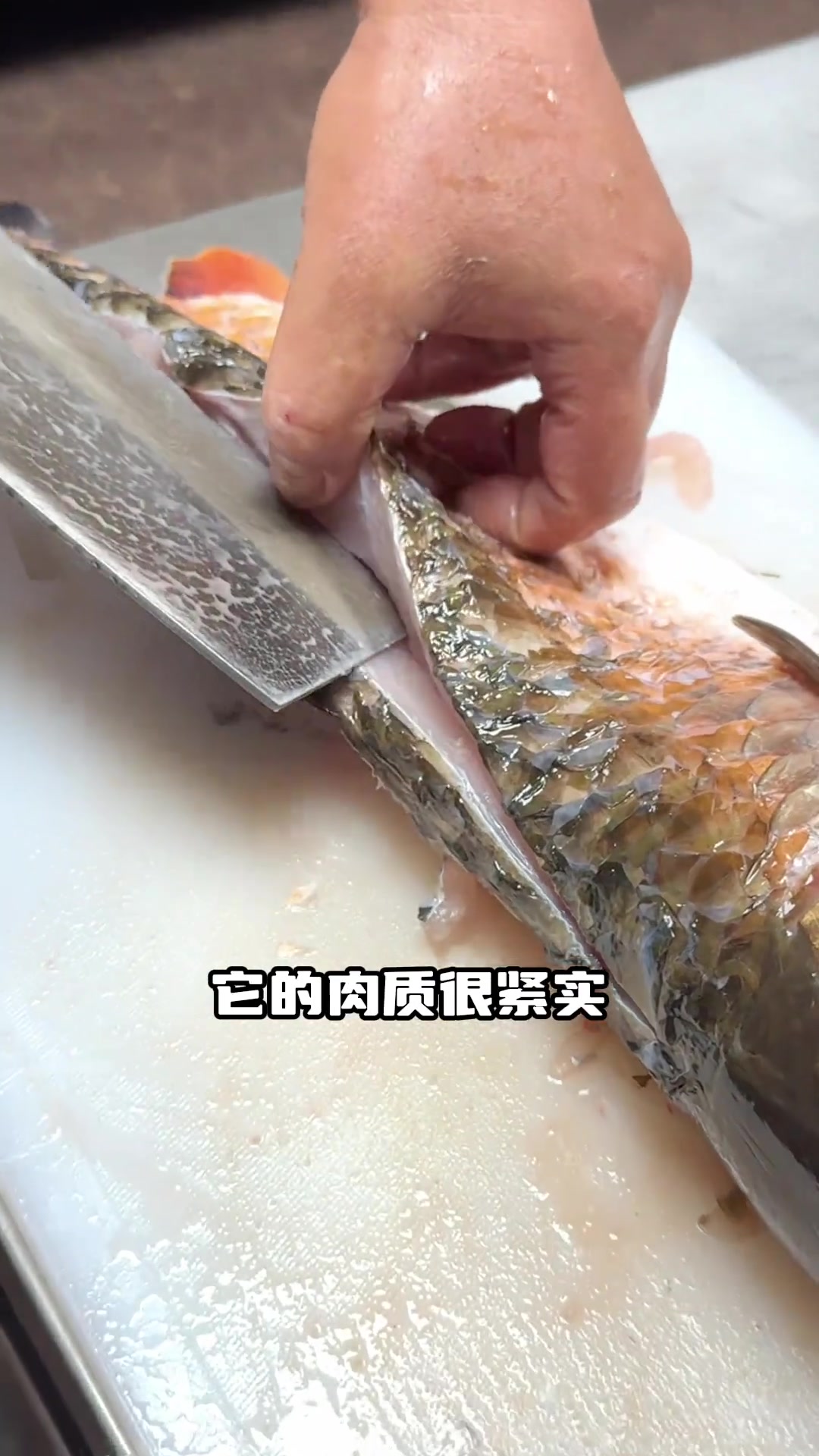 不愧是广东淡水鱼之王“军鱼”，居然这么难抓！