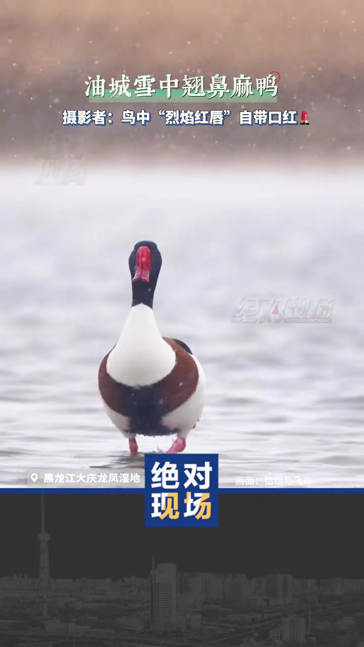 油城雪中翘鼻麻鸭 摄影者:鸟中“烈焰红唇”自带口红