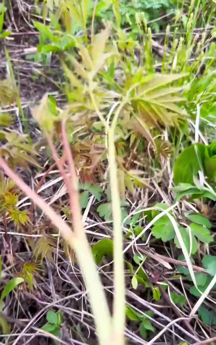 是不是山荞麦秧,我是真的不认识