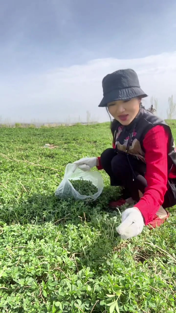 陕北人又到了挖野菜吃野菜的季节了！揪苜蓿草