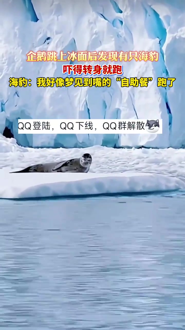 企鹅跳上冰面后发现有只海豹,吓得转身就跑,海豹:我好像梦见到嘴的“自助餐”跑了。视频来源@