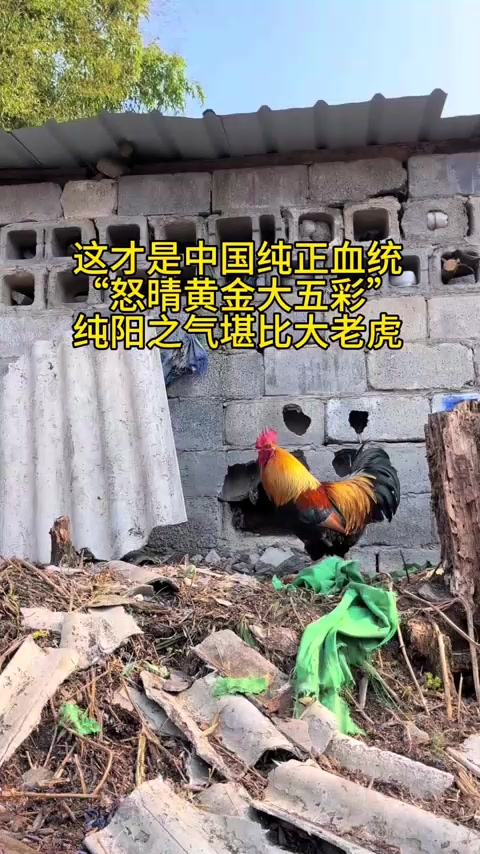 黄金五彩大公鸡,是中国最漂亮的大公鸡。不接受任何反驳