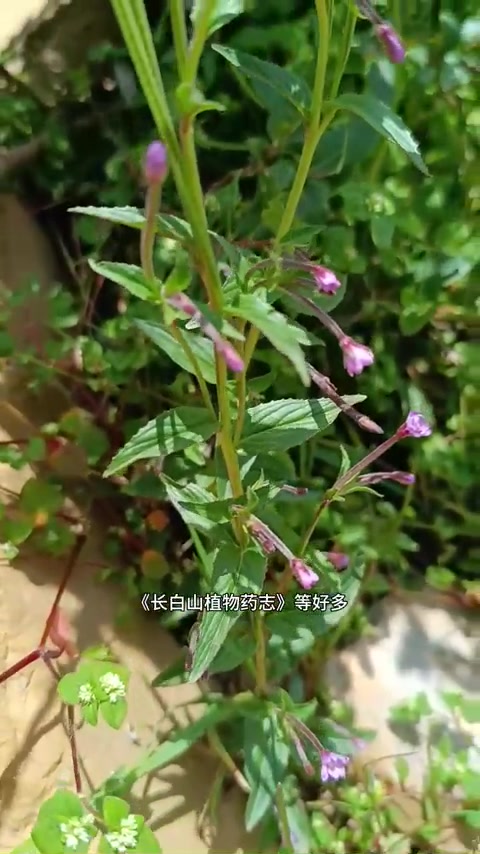 高原沼生柳叶菜，具有药用价值
